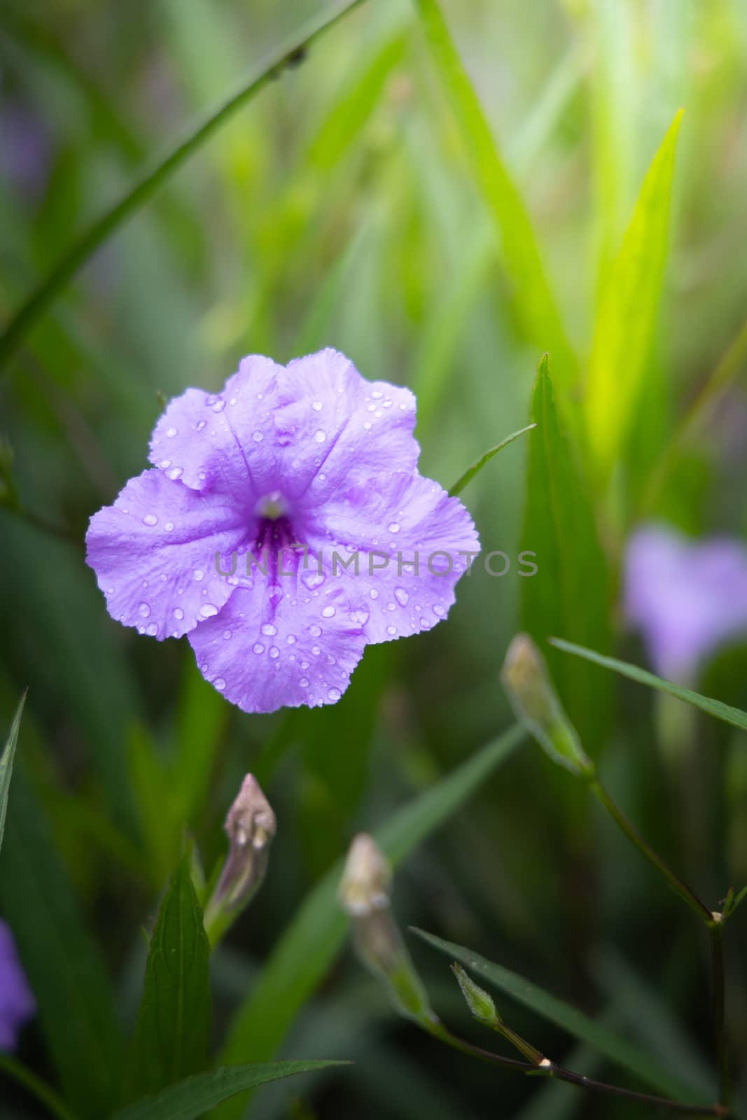 The background image of the colorful flowers by teerawit