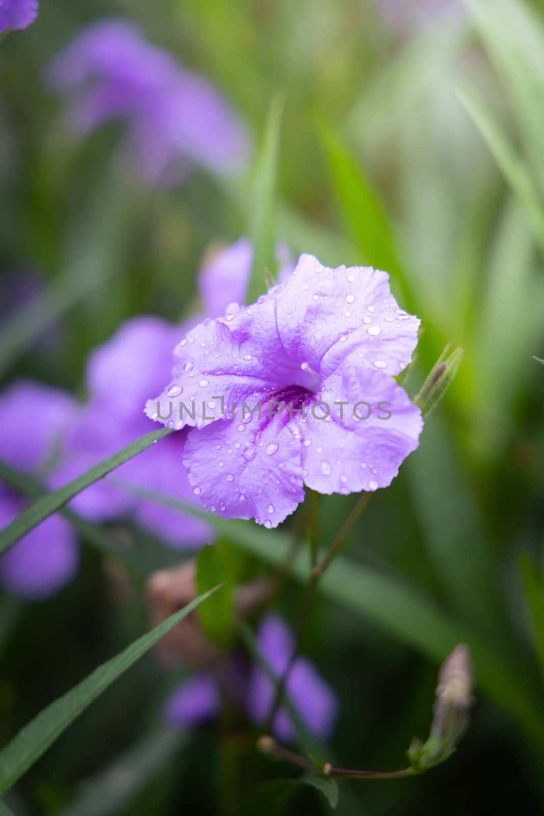 The background image of the colorful flowers by teerawit