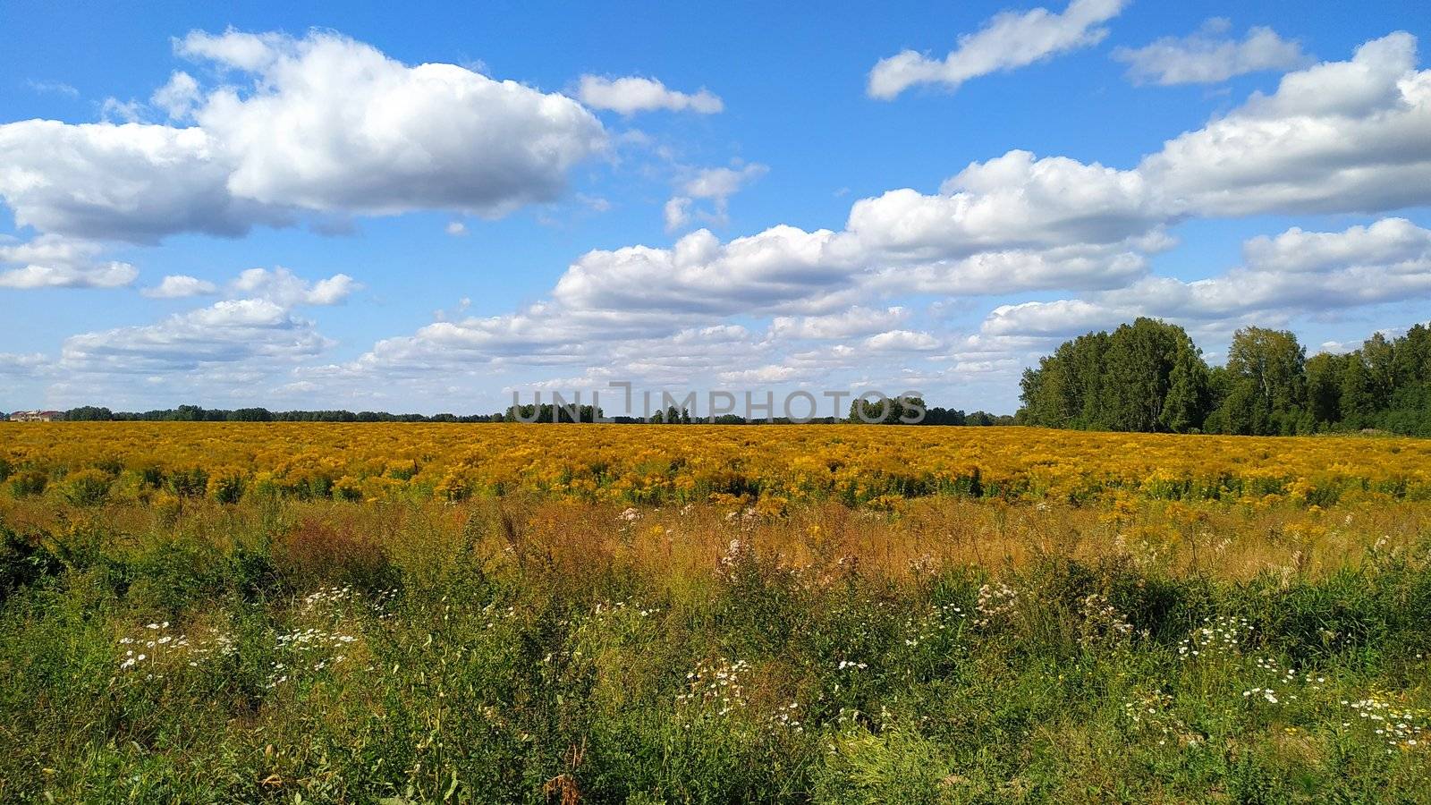 Flowering buckwheat field at the edge of the forest.