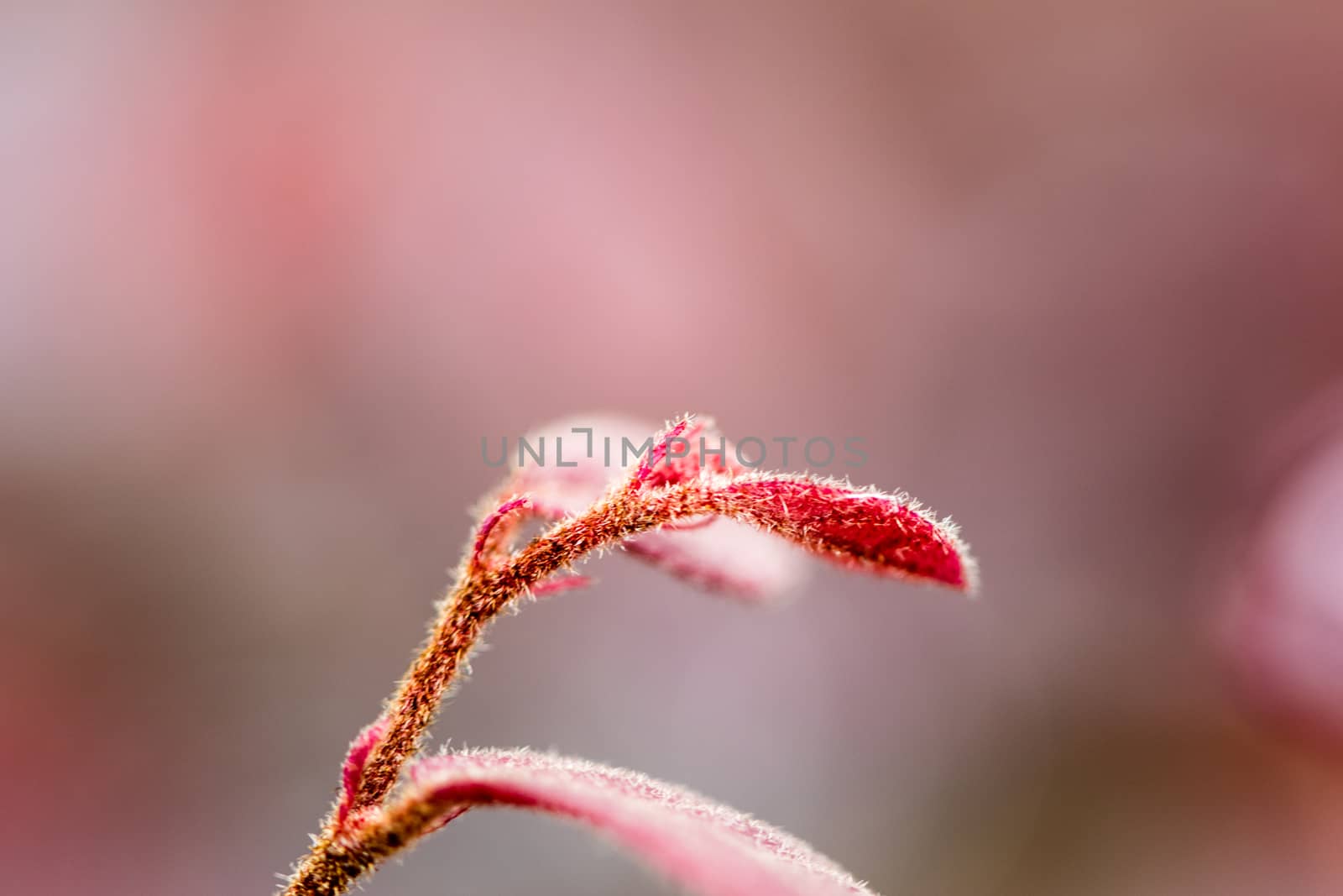close up view of red leaf with blurry red background