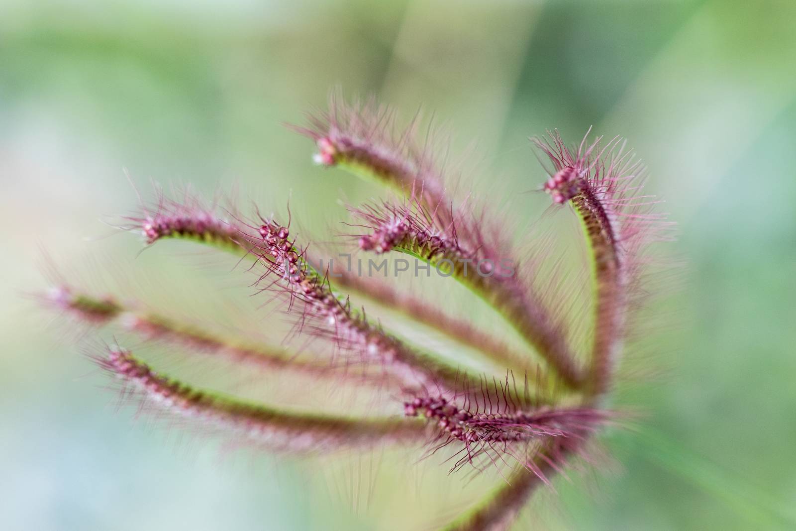 close up view of red leaf with blurry greenbackground