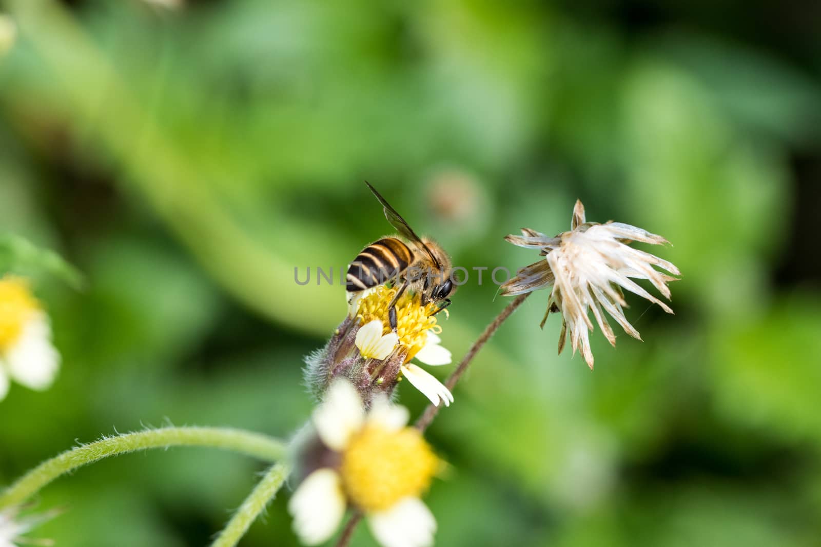 busy bee collecting nectar from a wild grass flower