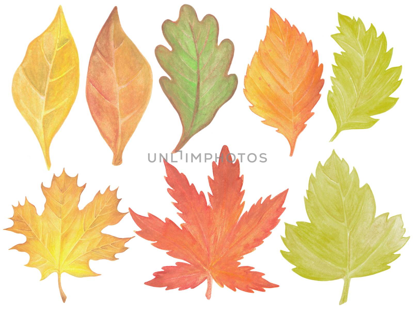 set of autumn leaves, hand-drawn watercolor painting