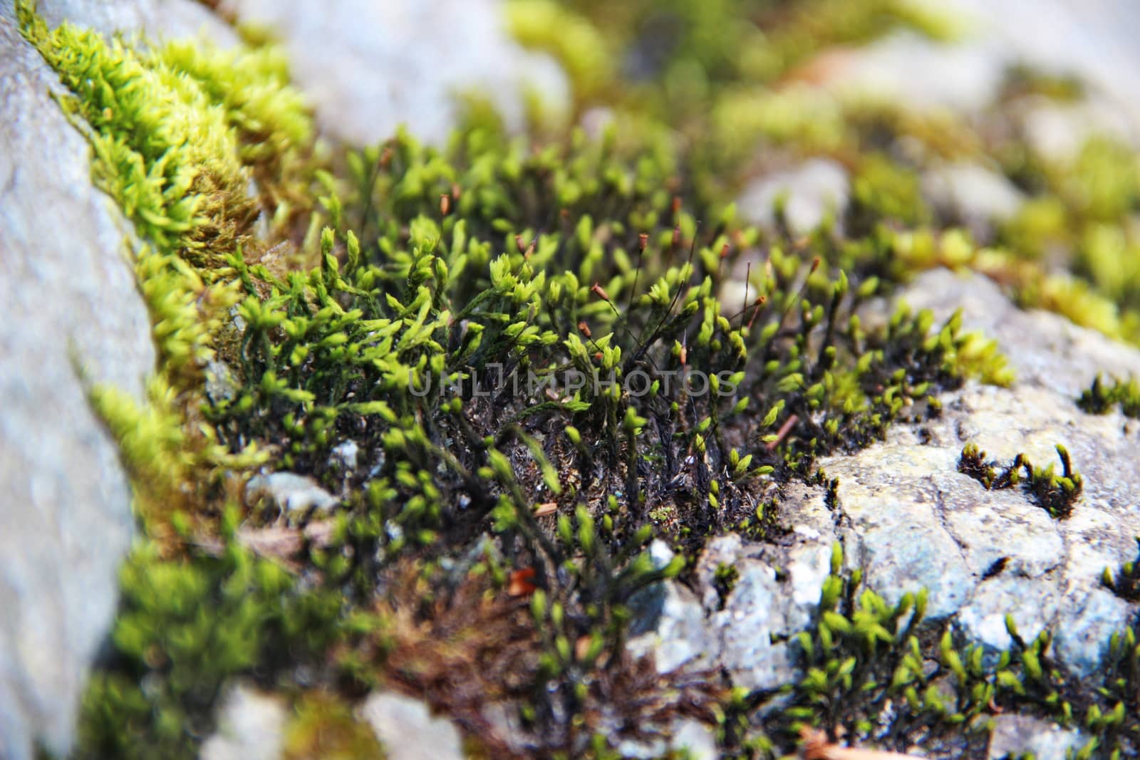 photo of nature green moss on the stones at summer