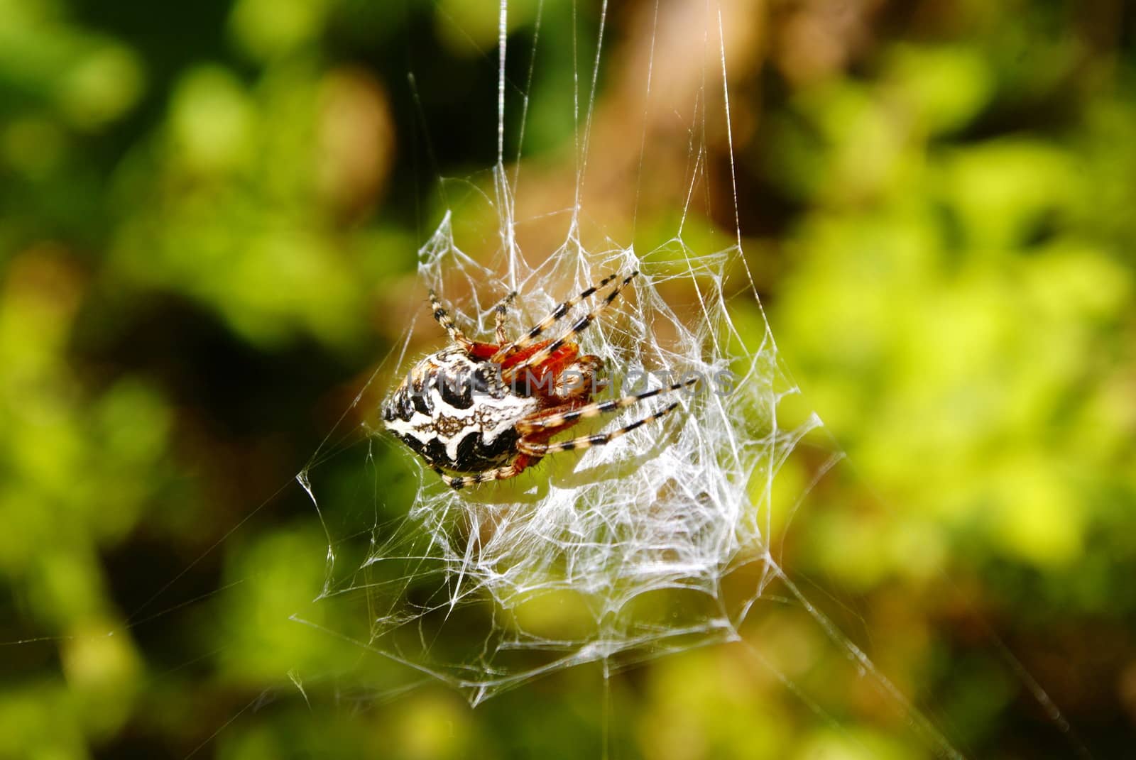 photo spider sitting on a web on the background of green