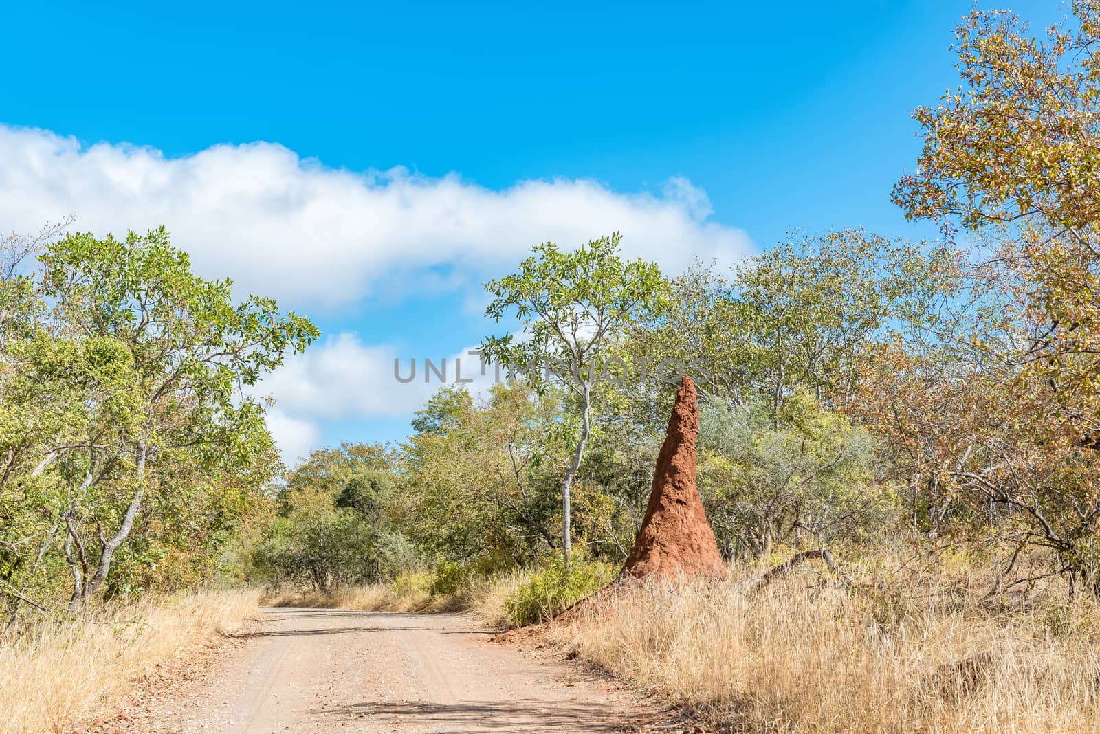 An anthill pointing slightly North next to the gravel road to Dzundzwini Viewpoint