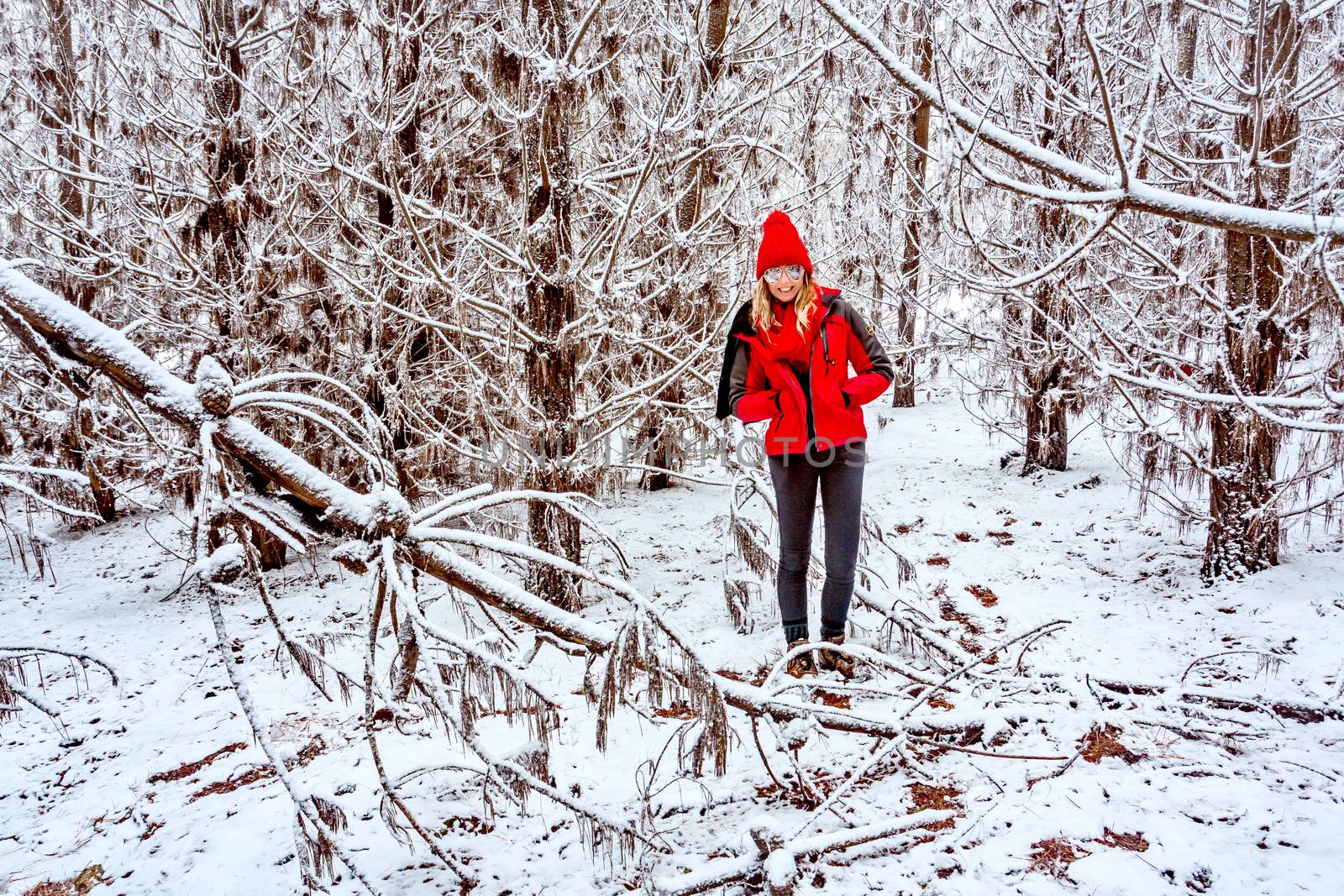 Walking through pine forest of pine trees covered in snow by lovleah