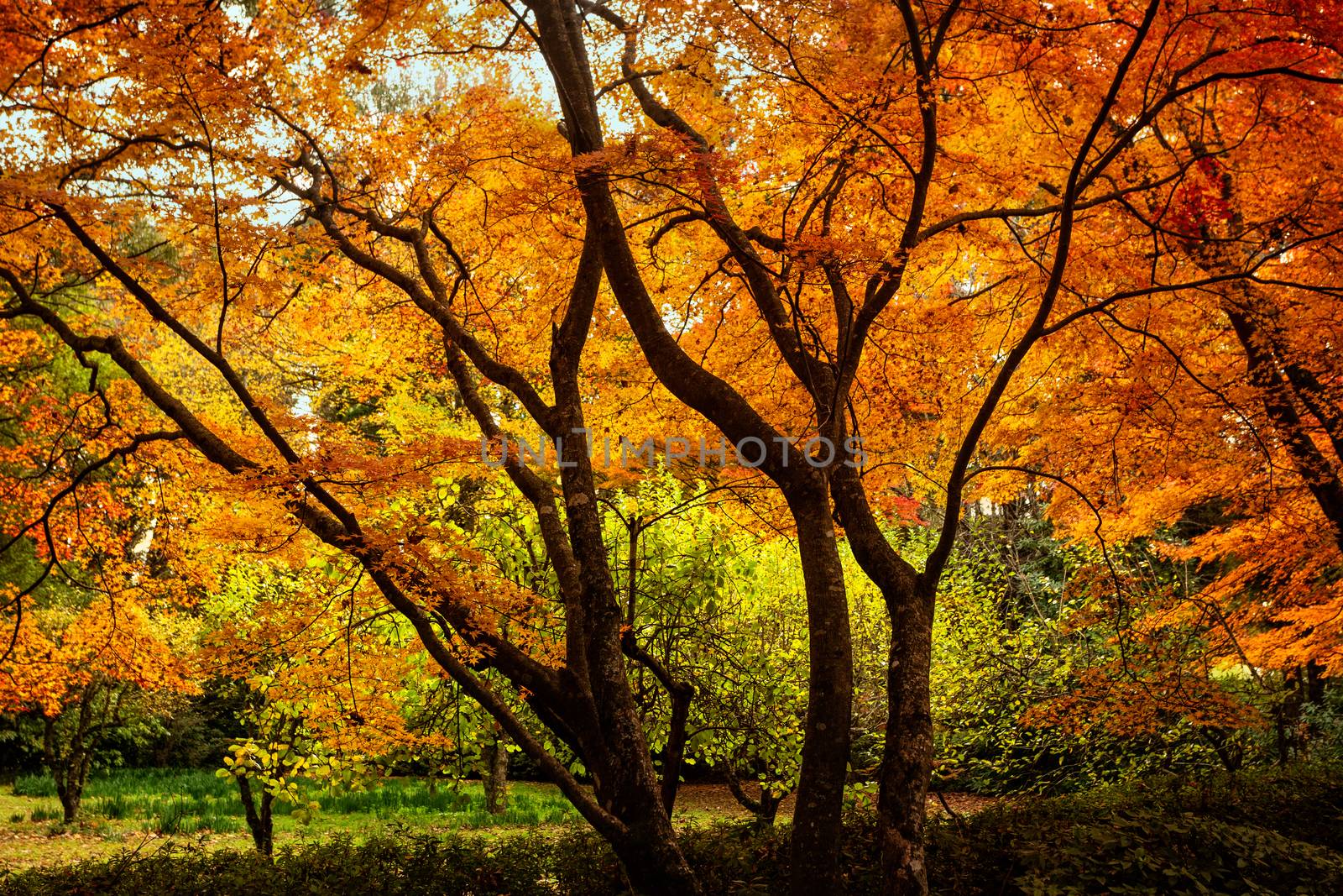 Autumn trees vibrant with colour by lovleah