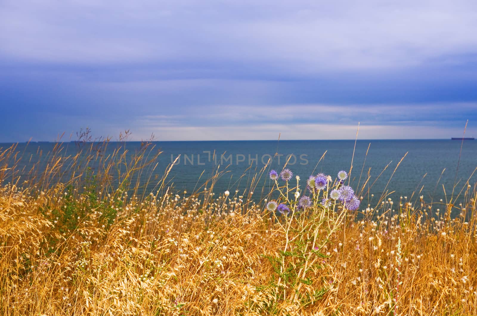 meadow grass by the sea by vrvalerian