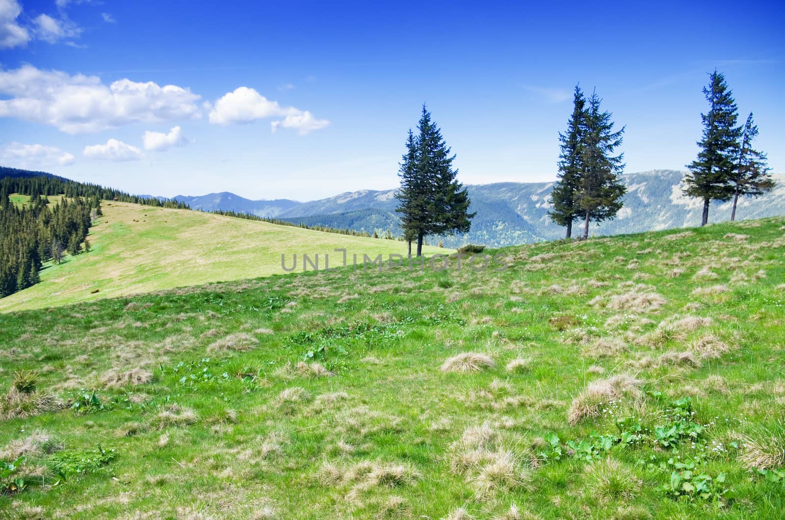 Pastures and Green Hills of the Carpathian Mountains