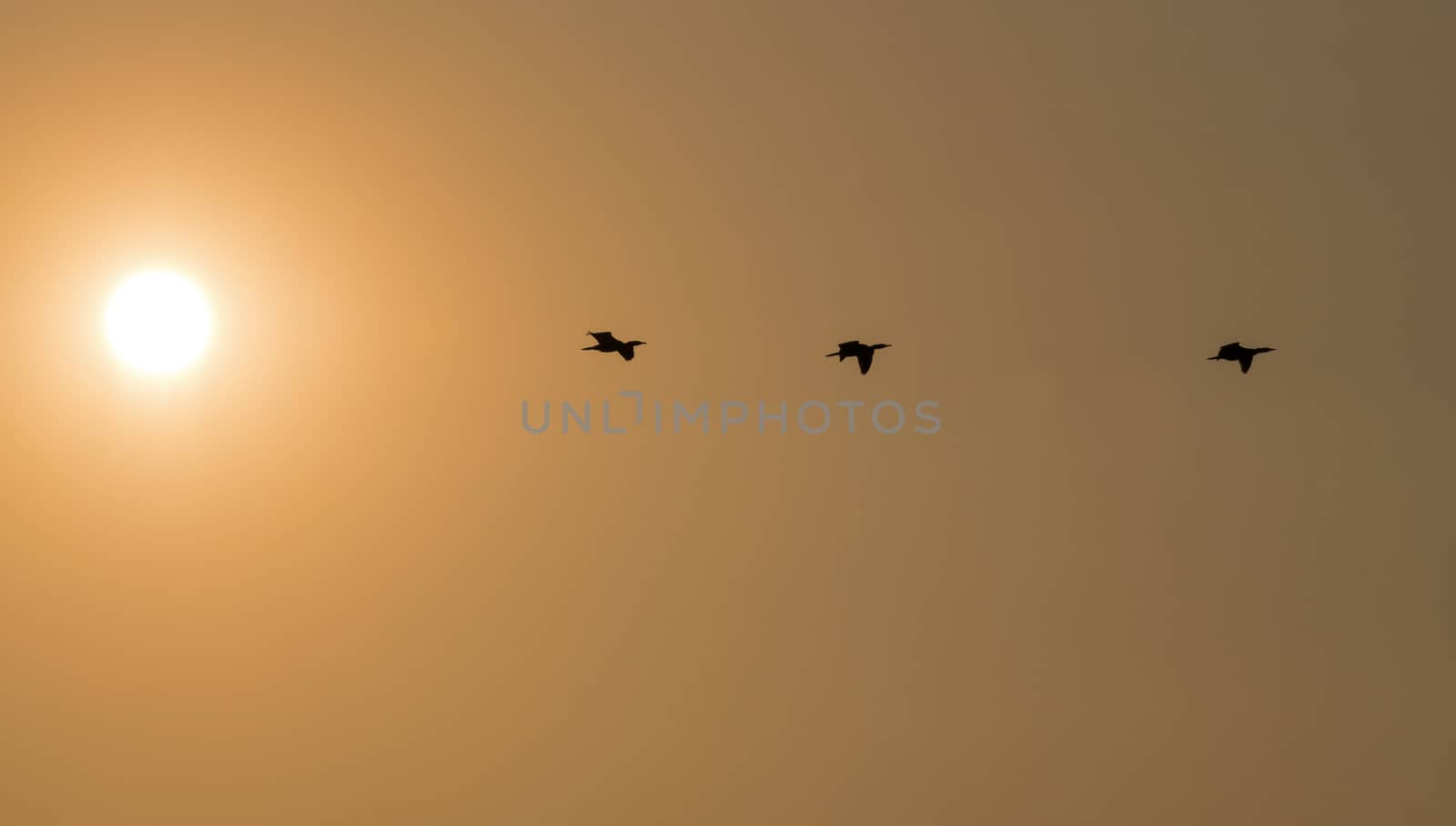 three cormorant birds fly during sunset with the sun left on the photo and copyspace for text