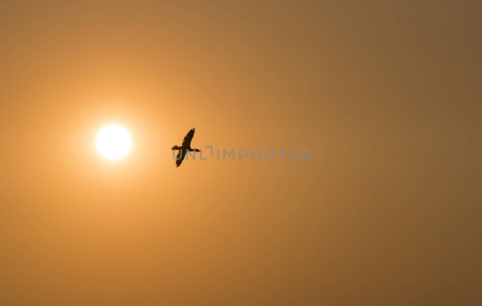 one cormorant bird fly during sunset with the sun left on the photo and copyspace for text
