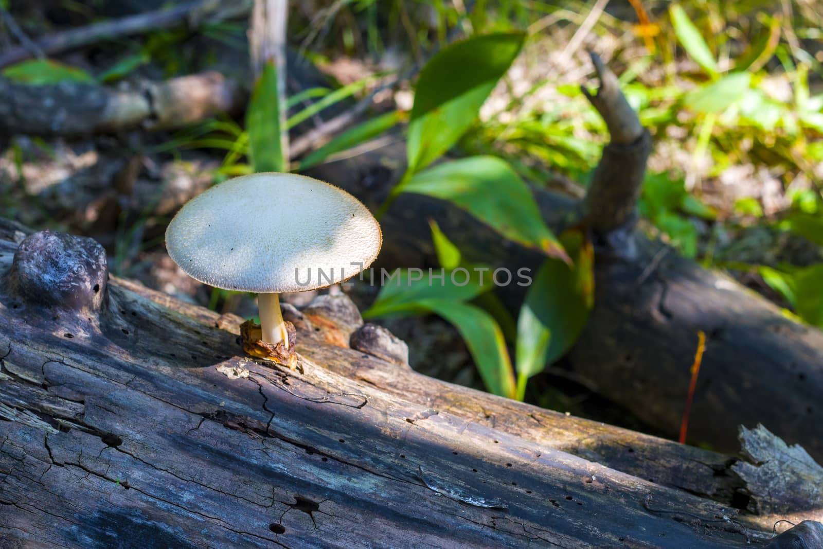Mushroom growing from log in forest. Natural organic toxic plants growing in wood