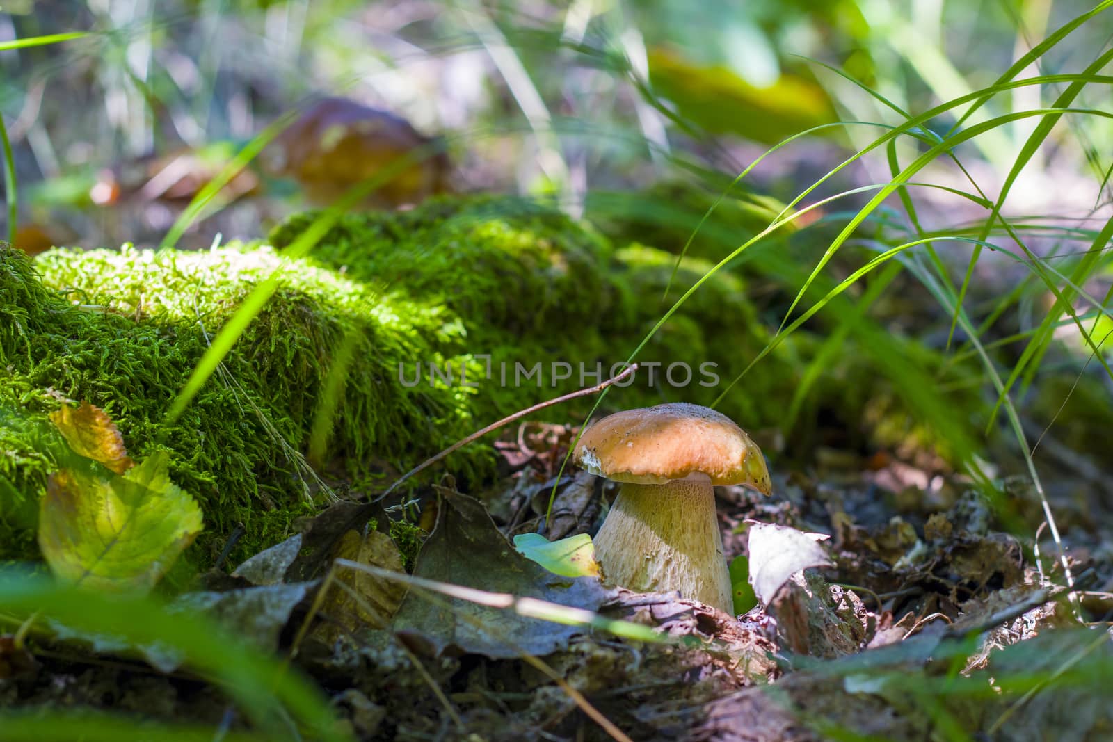 Mushroom grows near log in moss. Natural organic plants growing in forest