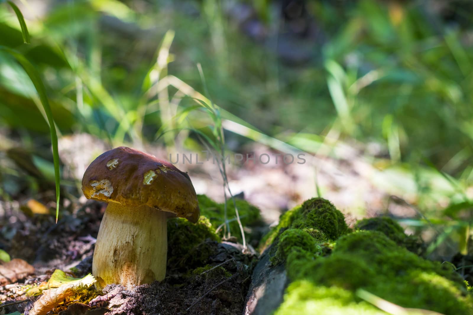 Boletus mushroom grows near moss. Natural organic plants growing in forest