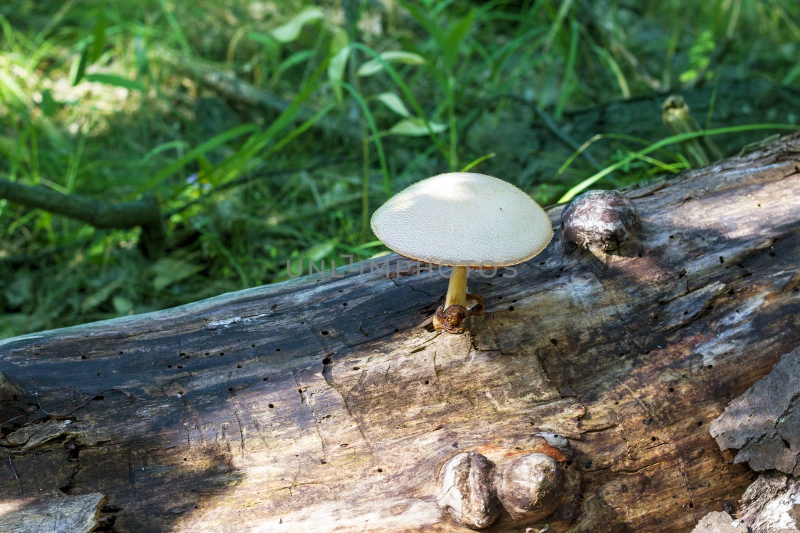 Poisonous mushroom grow from log in forest. Natural organic toxic plants growing in wood