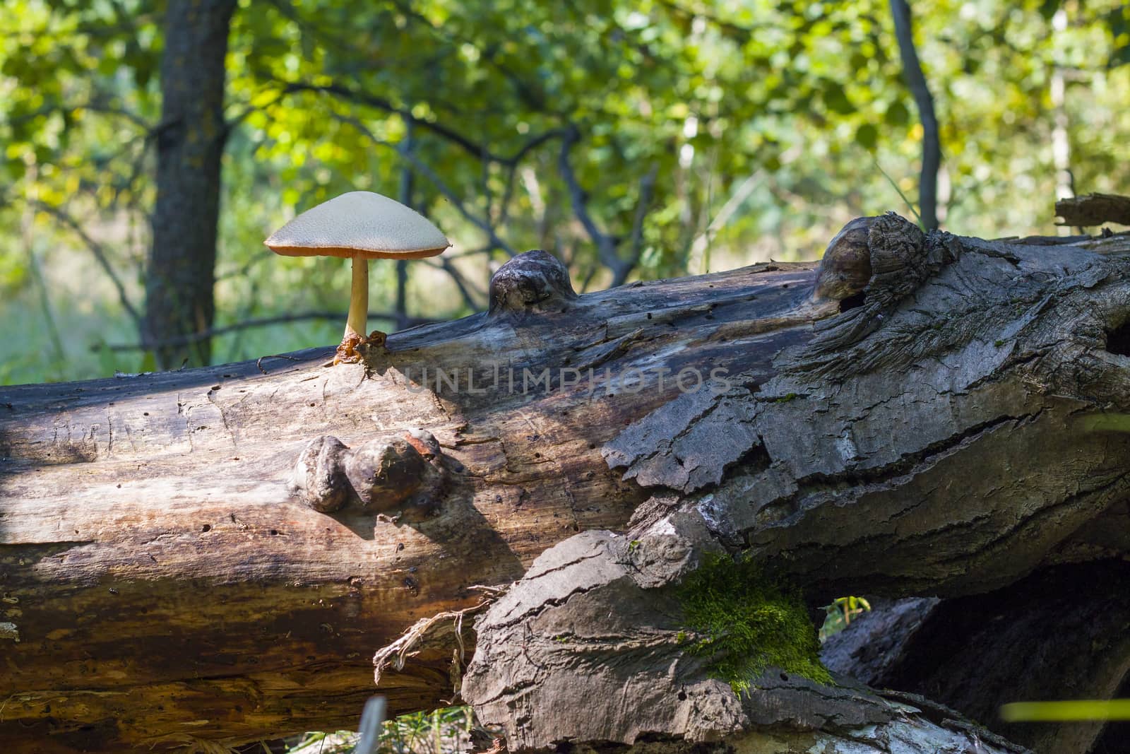 Poisonous mushroom growing from log log in forest. Natural organic toxic plants growing in wood