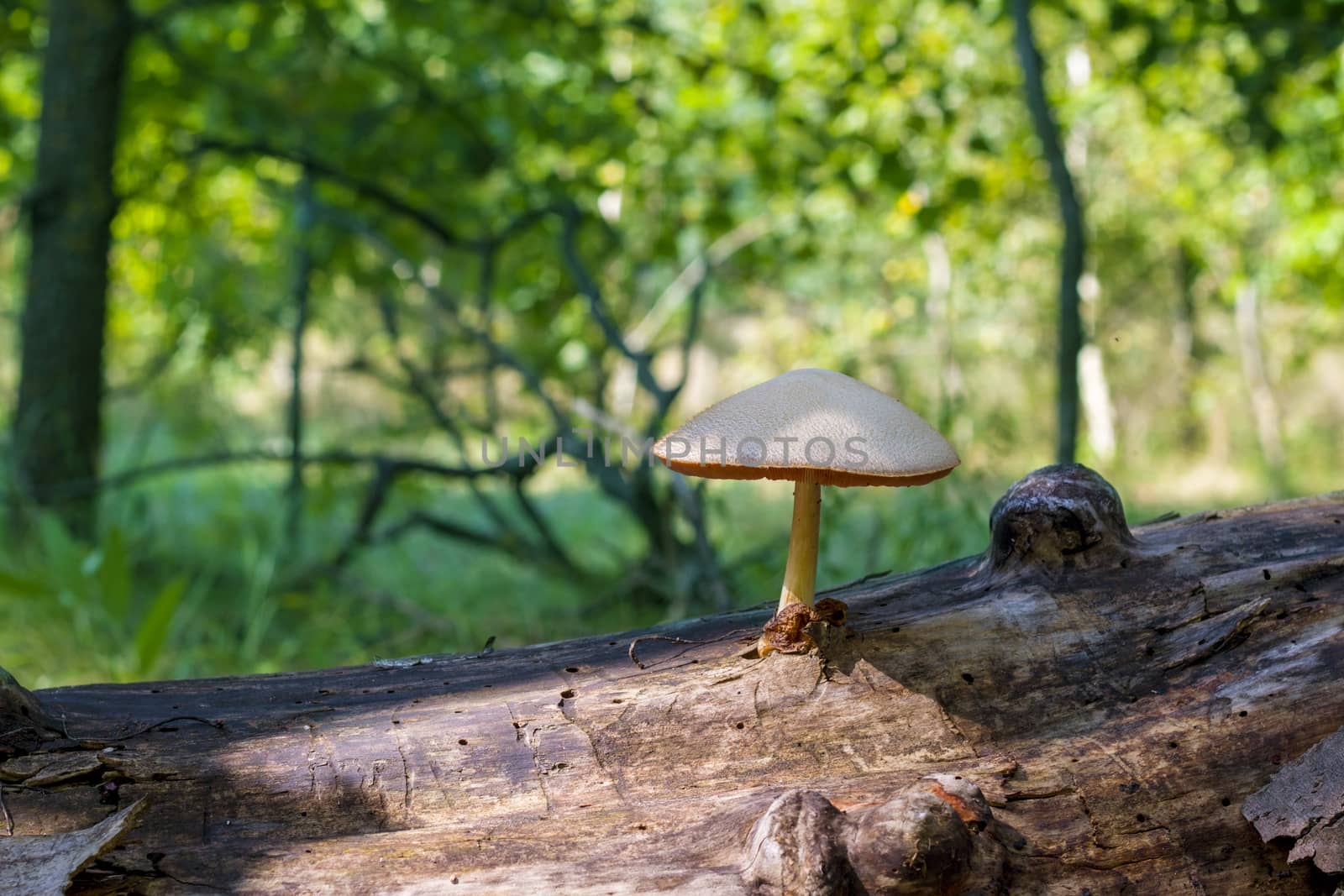 Poisonous mushroom grows from log in forest. Natural organic toxic plants growing in wood