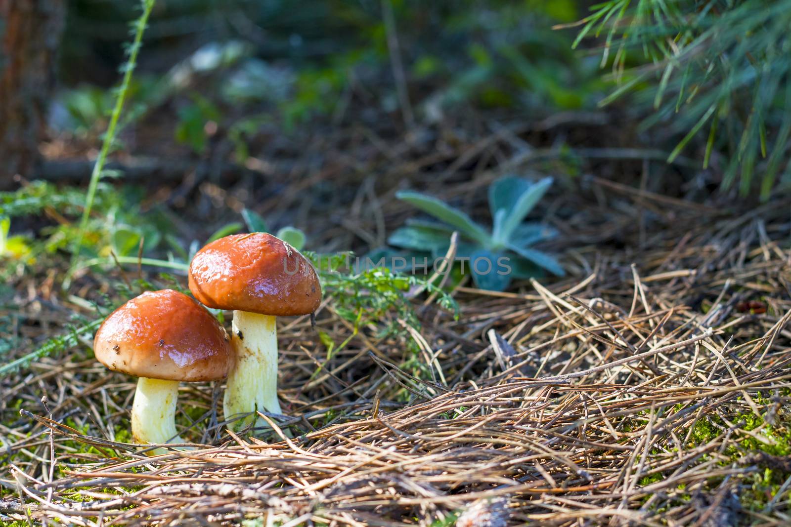 two mushrooms Suillus grows. Natural organic plants growing in wood