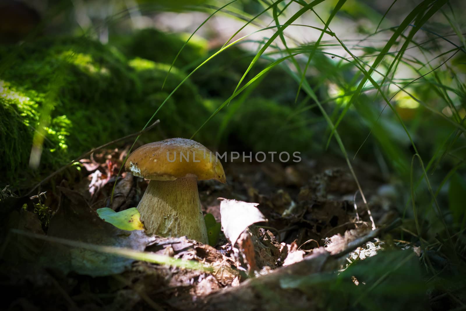 White mushroom grows near log in moss. Natural organic plants growing in forest