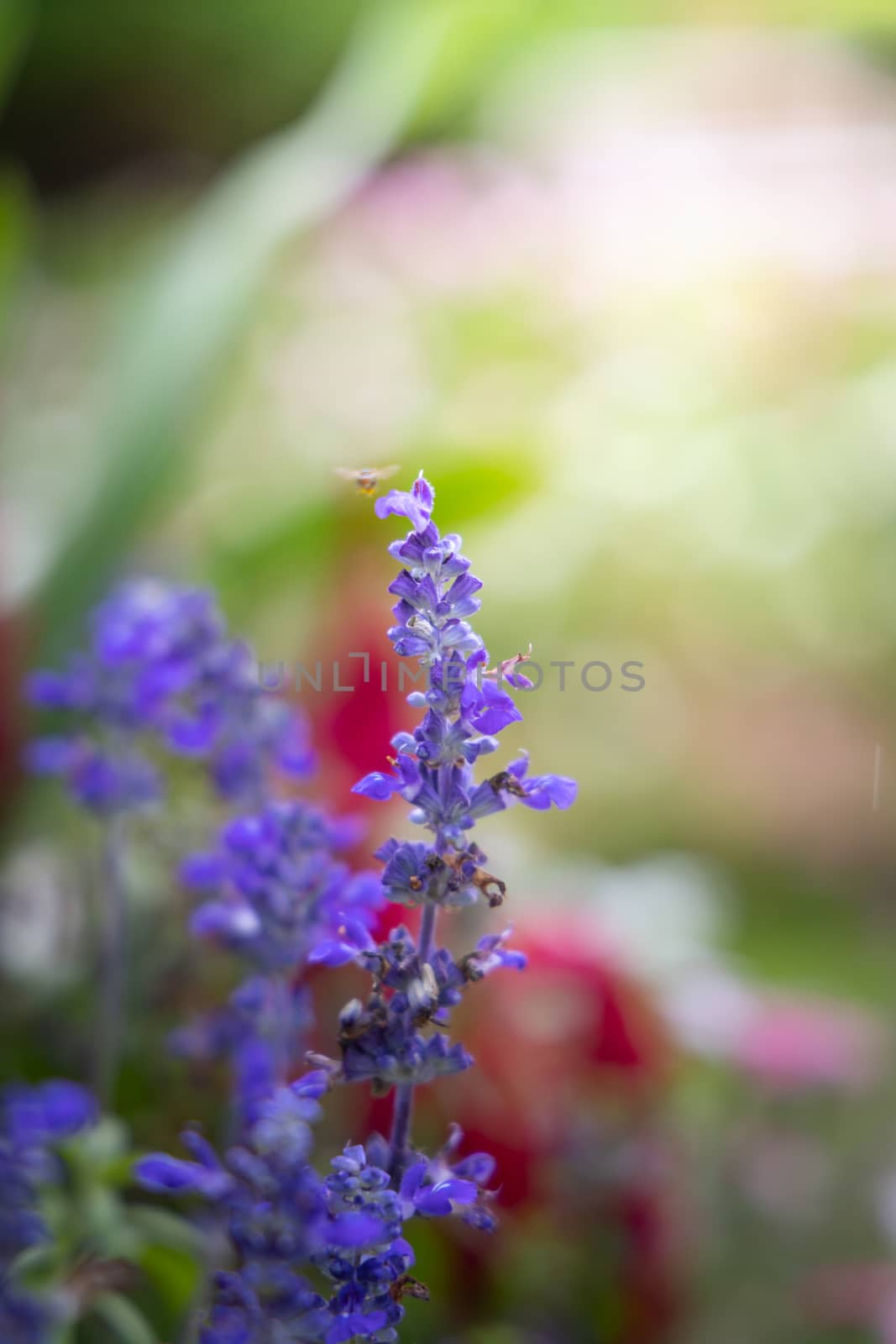 The background image of the colorful flowers by teerawit