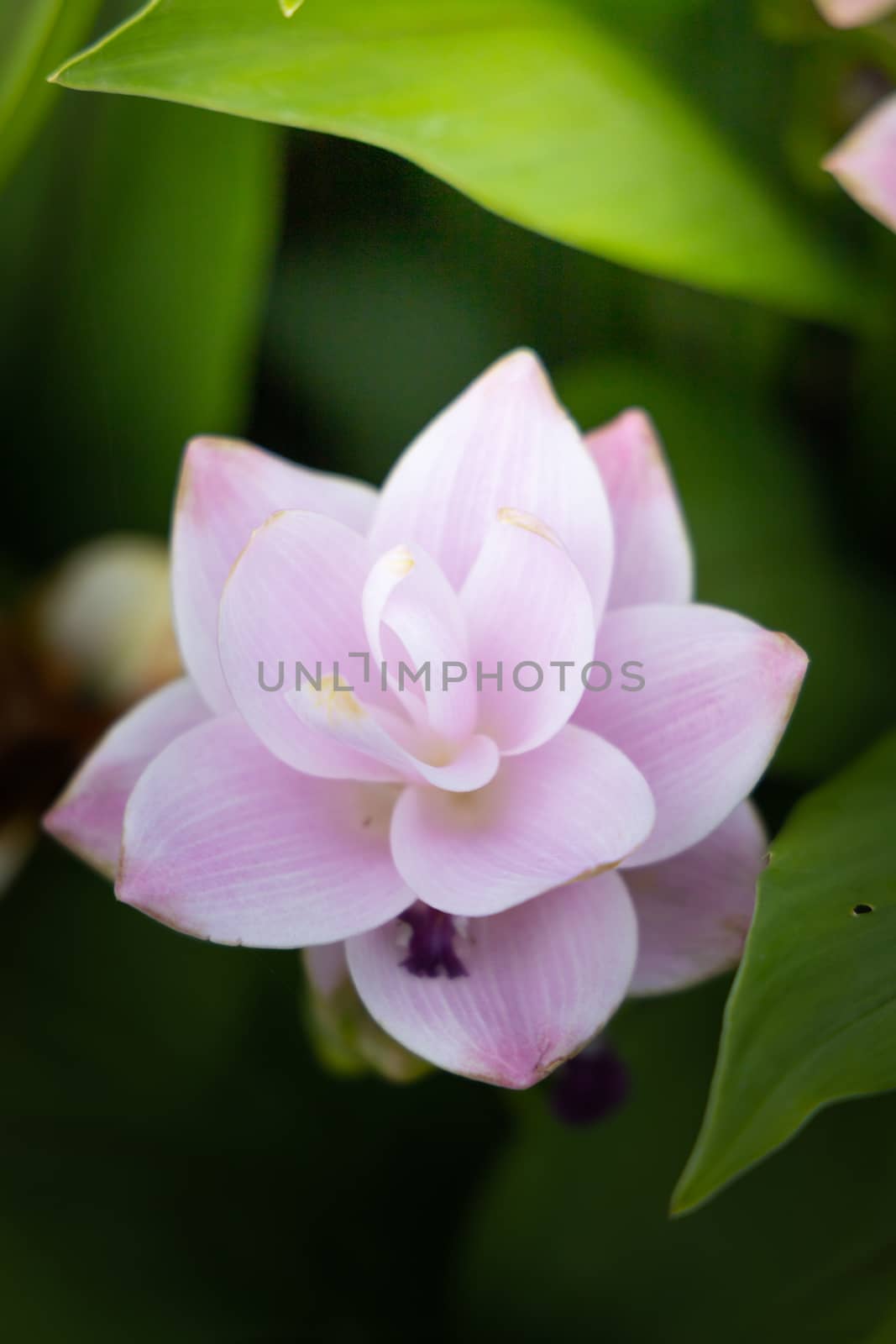 The background image of the colorful flowers by teerawit