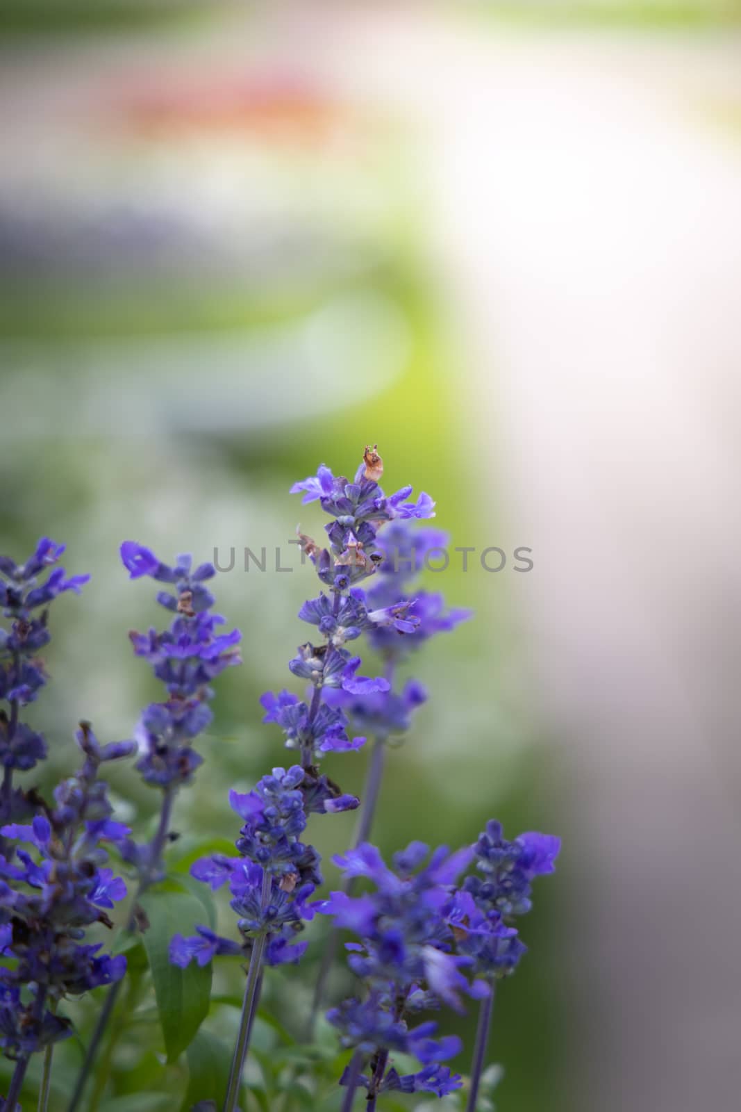 The background image of the colorful flowers by teerawit