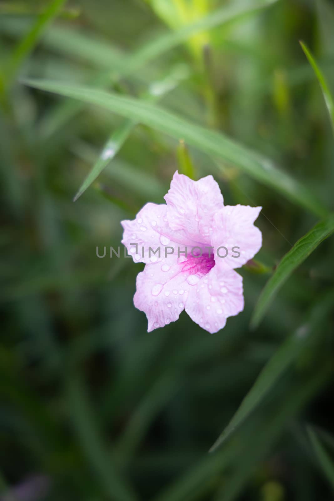 The background image of the colorful flowers by teerawit