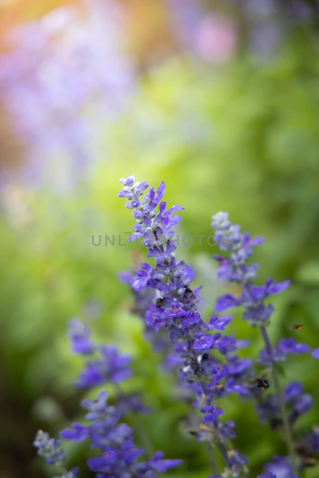 The background image of the colorful flowers by teerawit