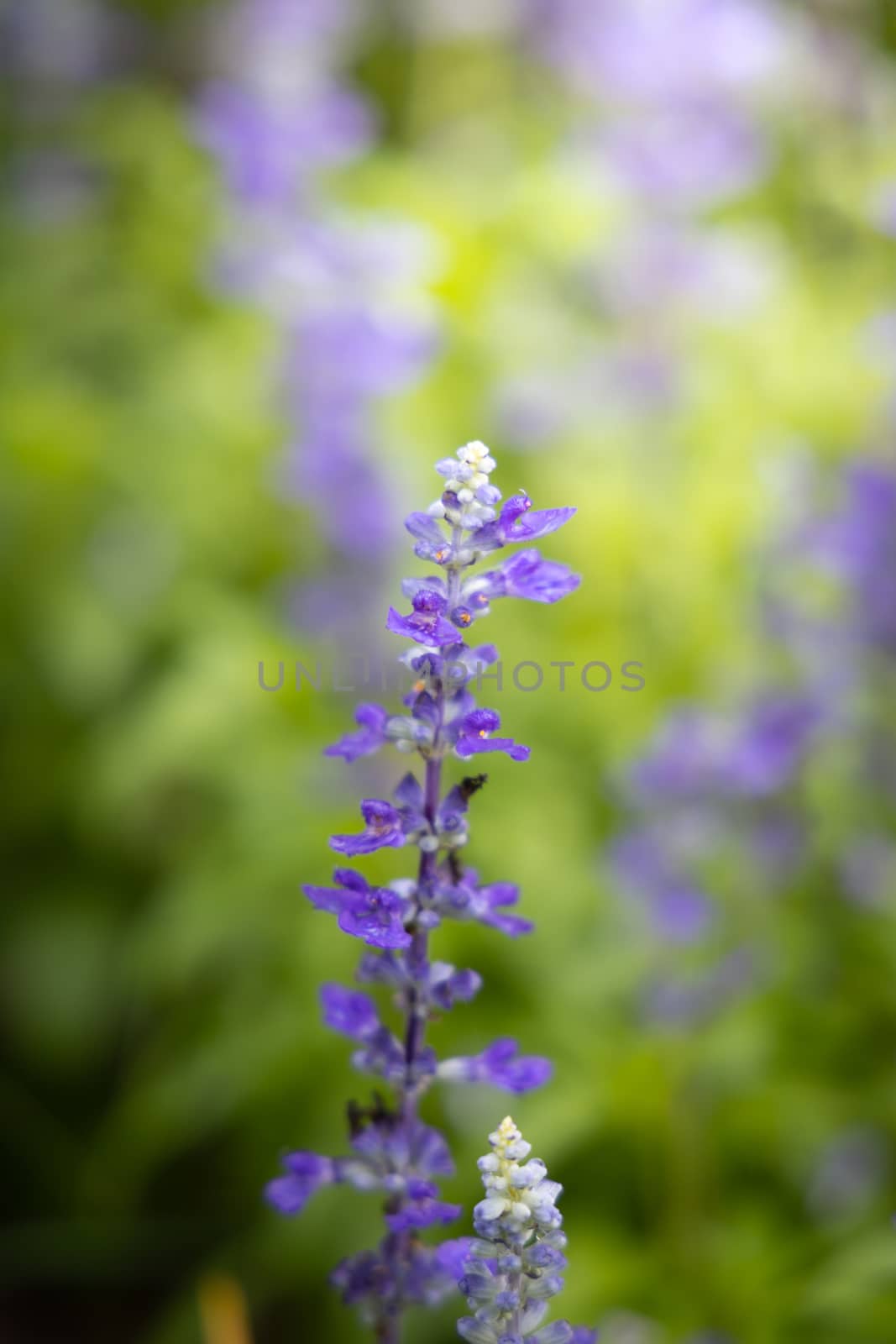 The background image of the colorful flowers, background nature