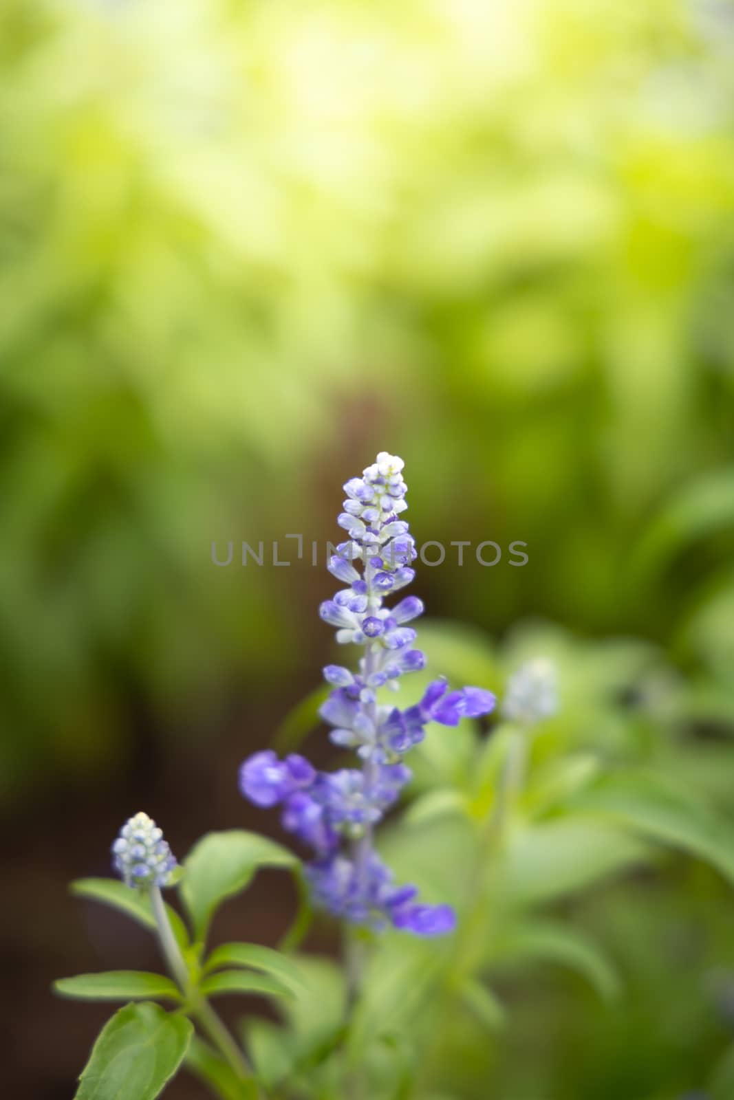 The background image of the colorful flowers by teerawit