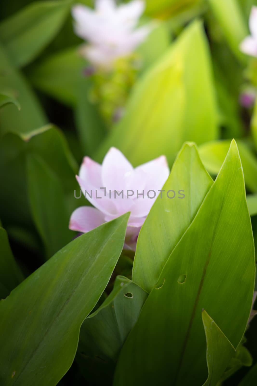 The background image of the colorful flowers by teerawit