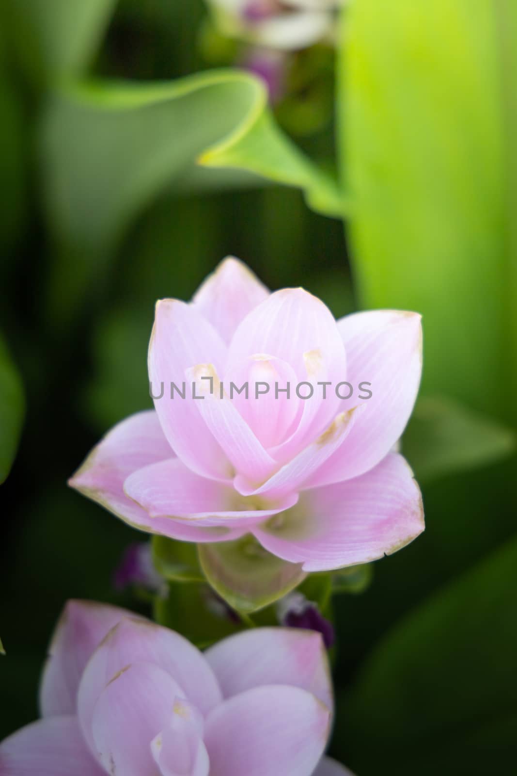 The background image of the colorful flowers by teerawit