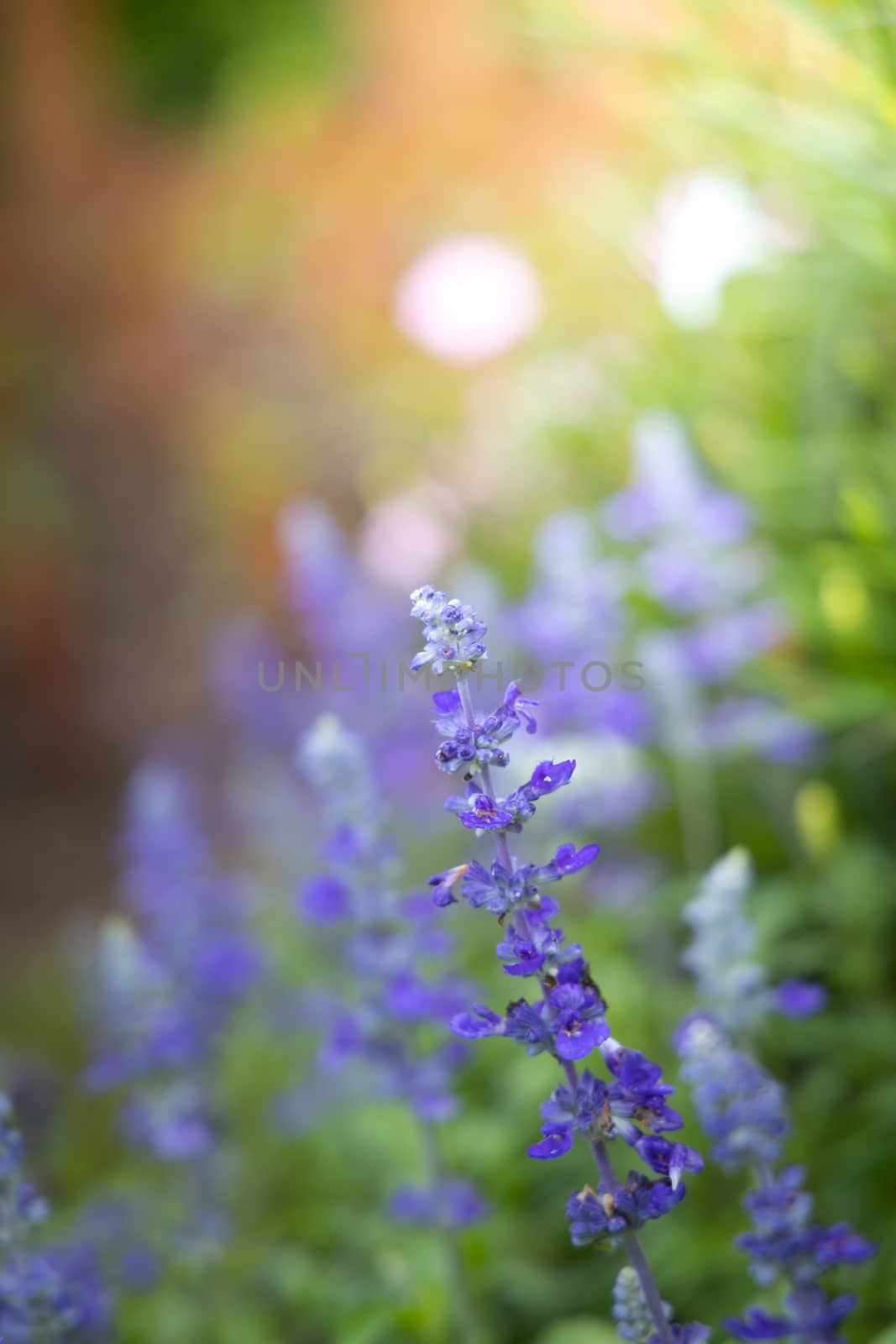 The background image of the colorful flowers by teerawit