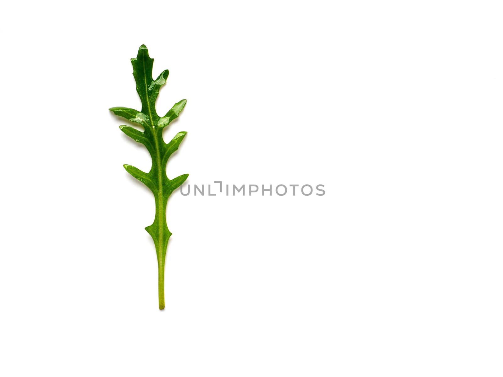 One arugula leaf isolated on white with clipping path. Fresh green arugula or rucola leaves top view or flat lay. Copy space for text.