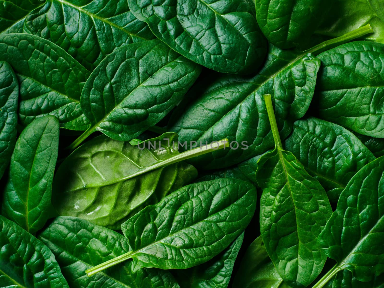 Pattern from baby spinach leaves. Fresh green baby spinach. Top view or flat lay. Can use for design vegan and keto diet
