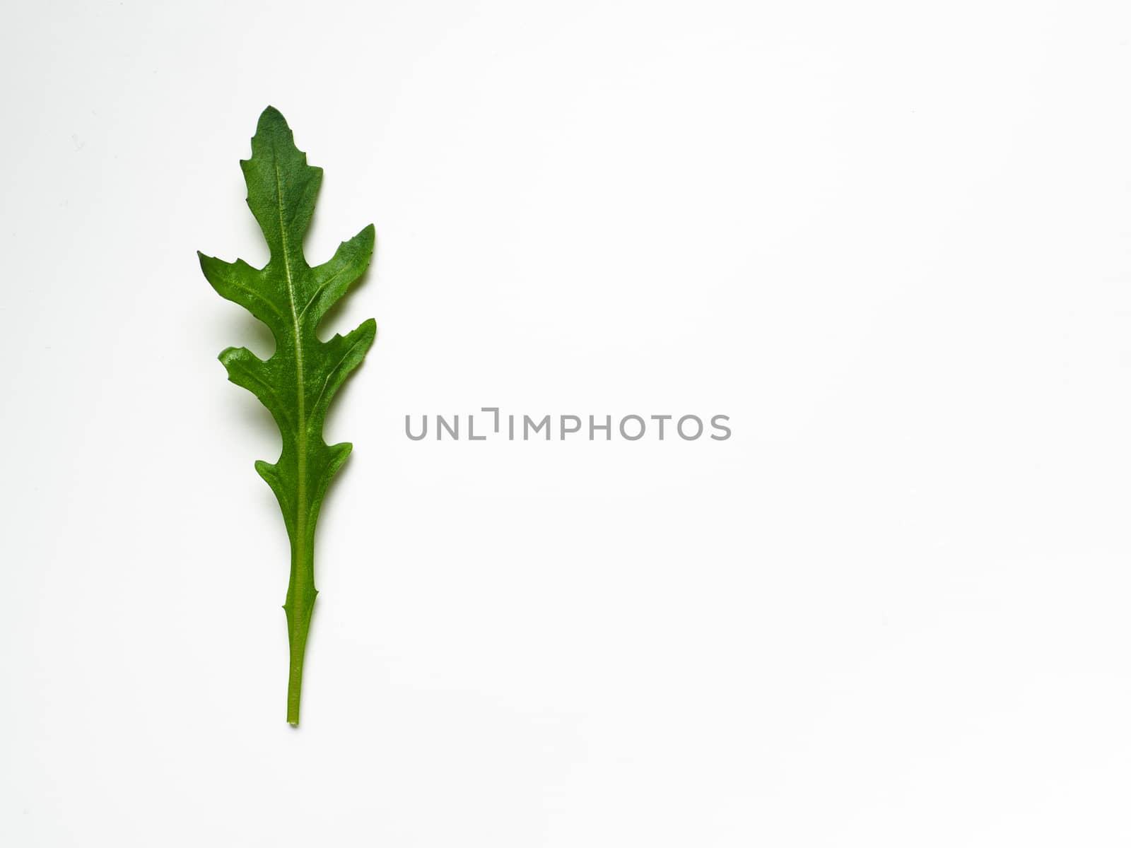 One arugula leaf isolated on white background. Fresh green arugula or rucola leaves top view or flat lay. Copy space for text.