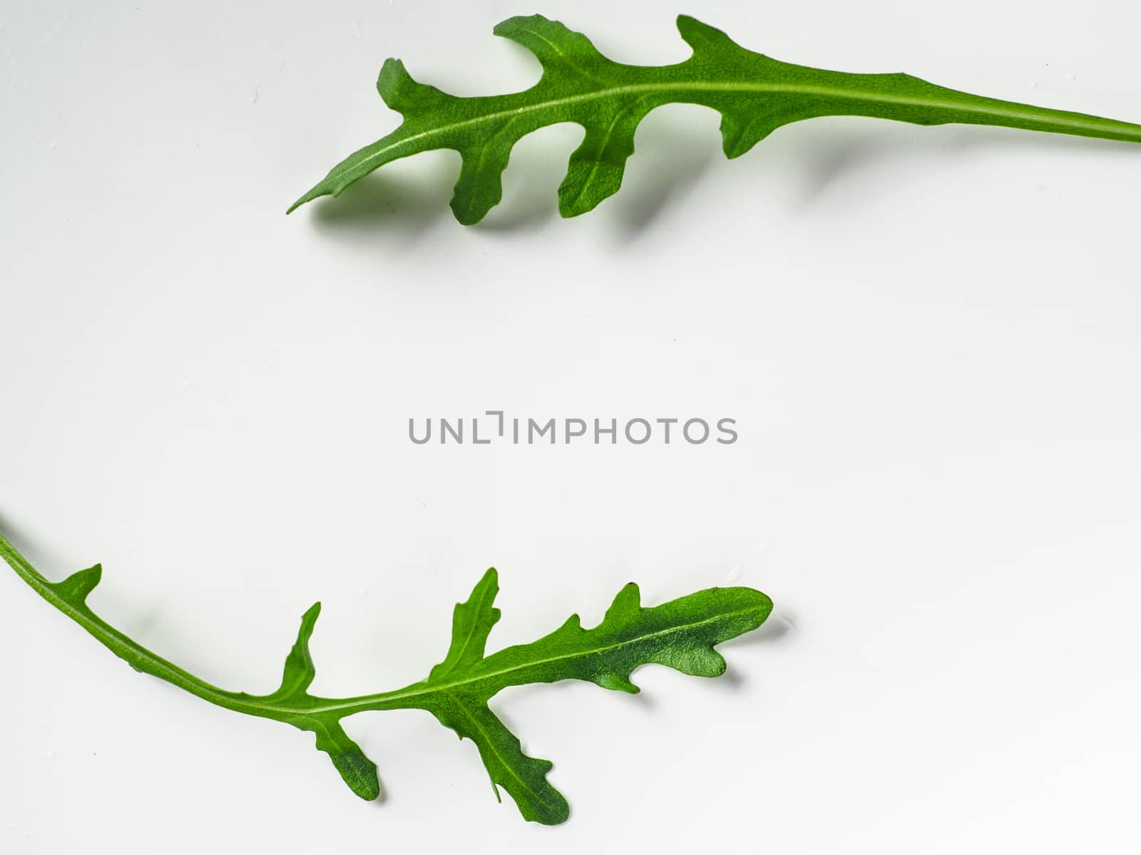 Creative layout made with arugula leaves. Two arugula or rucola leaves with copy space for design or text in center. Isolated on white background. Top view or flat lay.