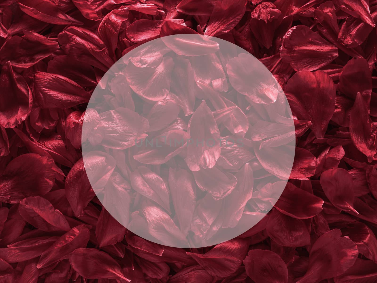 Background of red burgundy peony petals by fascinadora