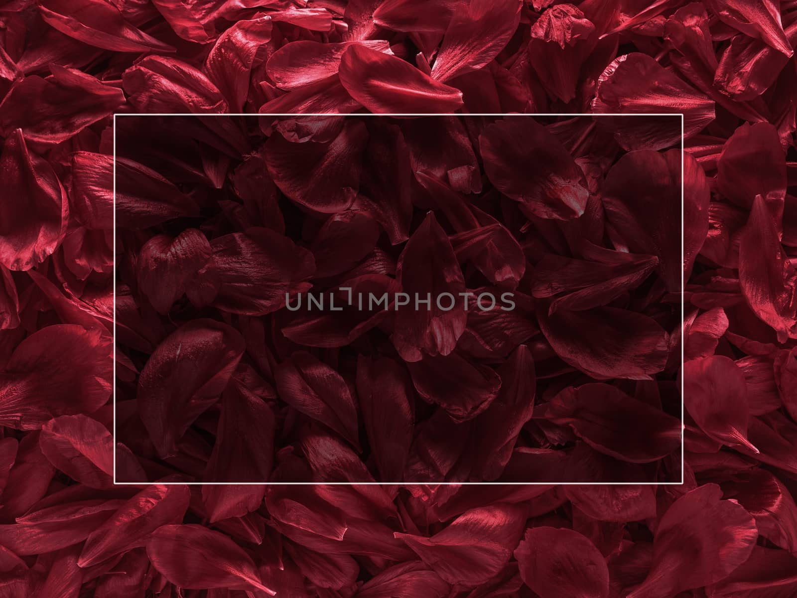 Background of red burgundy peony petals by fascinadora