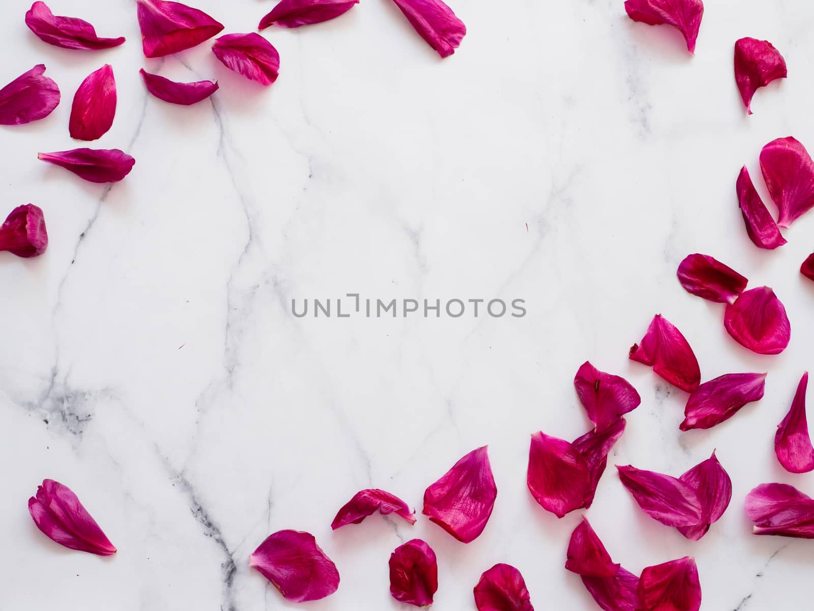 Red burgundy peony petals flat lay on white marble background. Flower petals with copy space for text or design in center. Creative layout made of flowers leaves. Flat lay pattern.