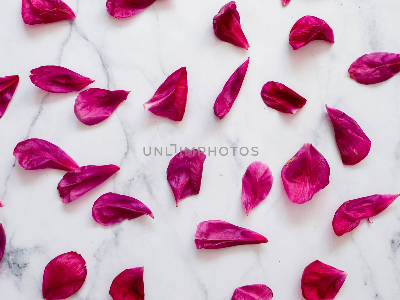 Red burgundy peony petals flat lay on white marble background. Flower petals for minimal holiday concept. Creative layout made of flowers leaves. Flat lay pattern.