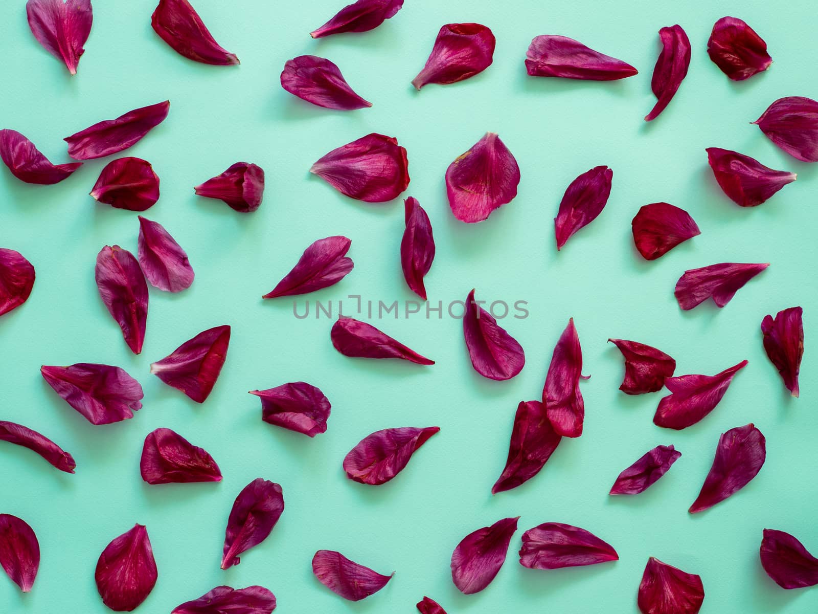 Red burgundy peony petals flat lay on blue-green turquoise background. Flower petals for minimal holiday concept. Creative layout made of flowers leaves. Flat lay pattern.