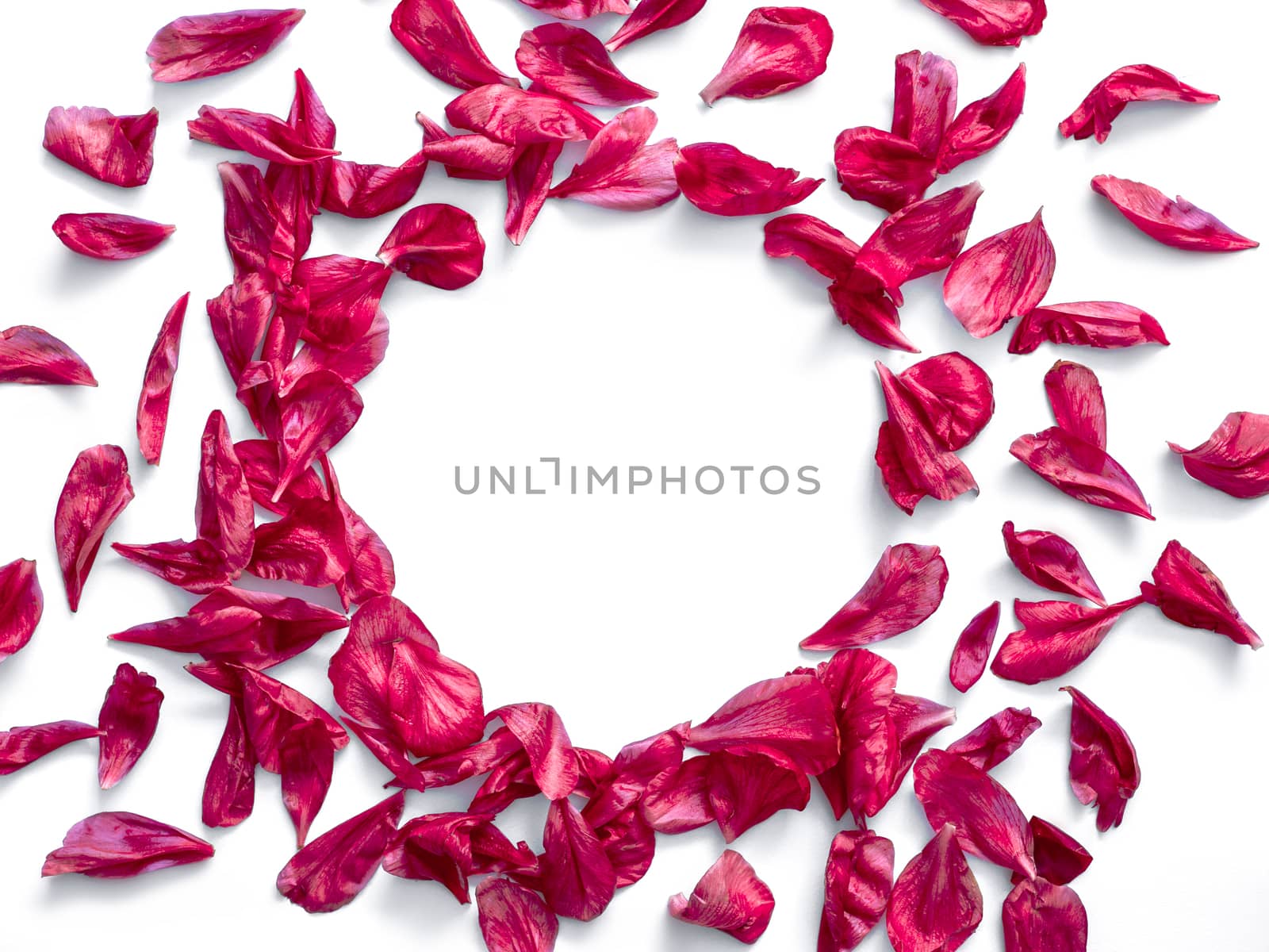 Red burgundy peony petals flat lay in round shape. Flower petals with copy space for text or design in center. Isolated on white background. Creative layout made of flowers leaves. Flat lay pattern.