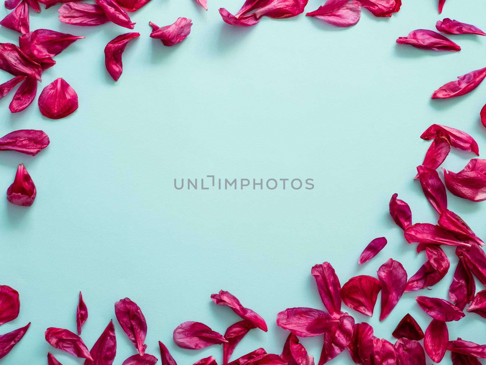 Red burgundy peony petals flat lay on blue background. Flower petals with copy space for text or design in center. Creative layout made of flowers leaves. Flat lay pattern.