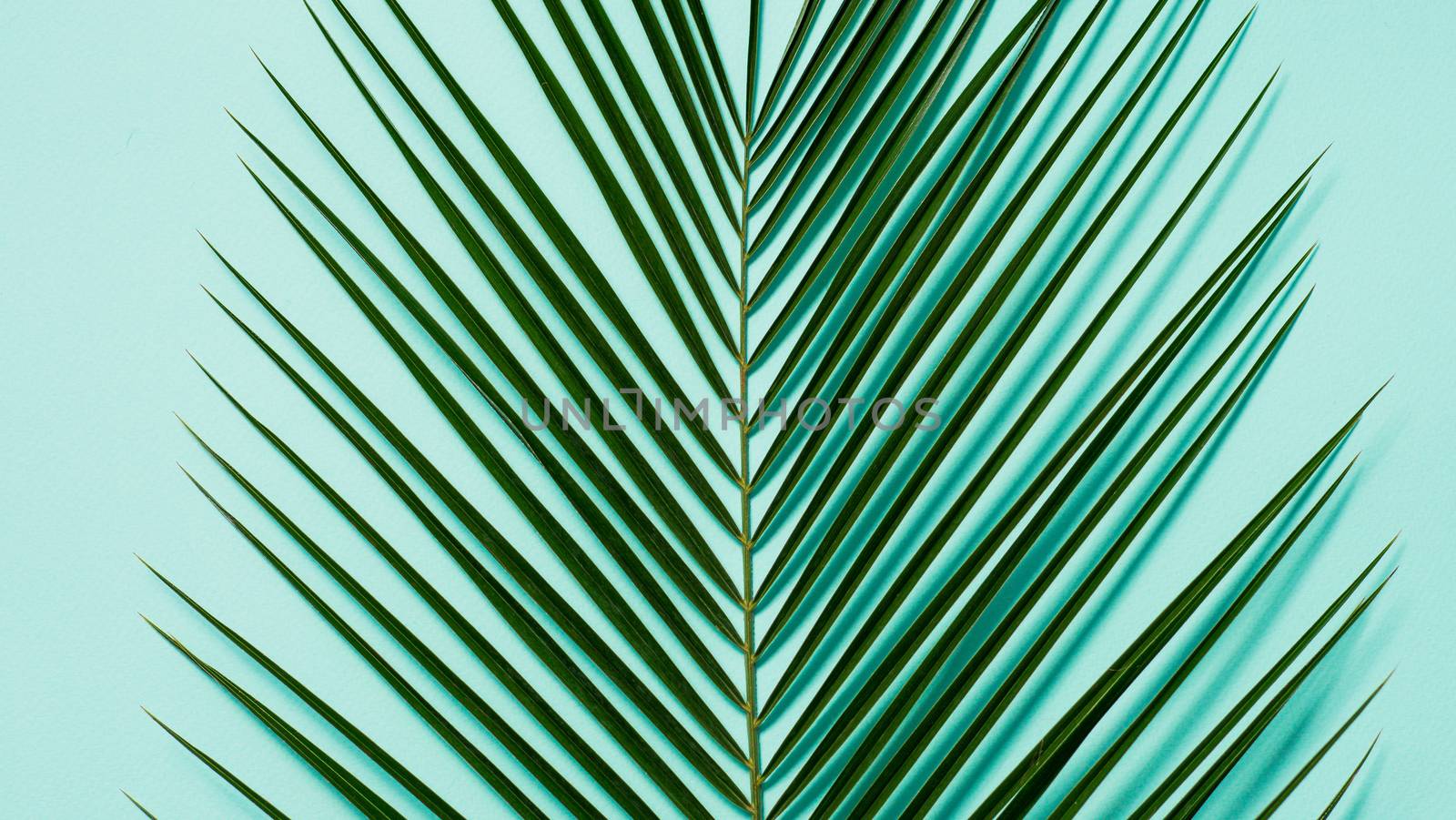 Palm leaves on pastel blue background. Tropical palm leaves top view or flat lay. Copy space for text or design. Horizontal banner. Tropical palm leave, jungle leave floral pattern background