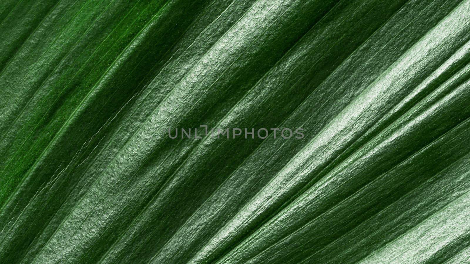 Extreme close up view of tropical leaf. Copy space for text or design.