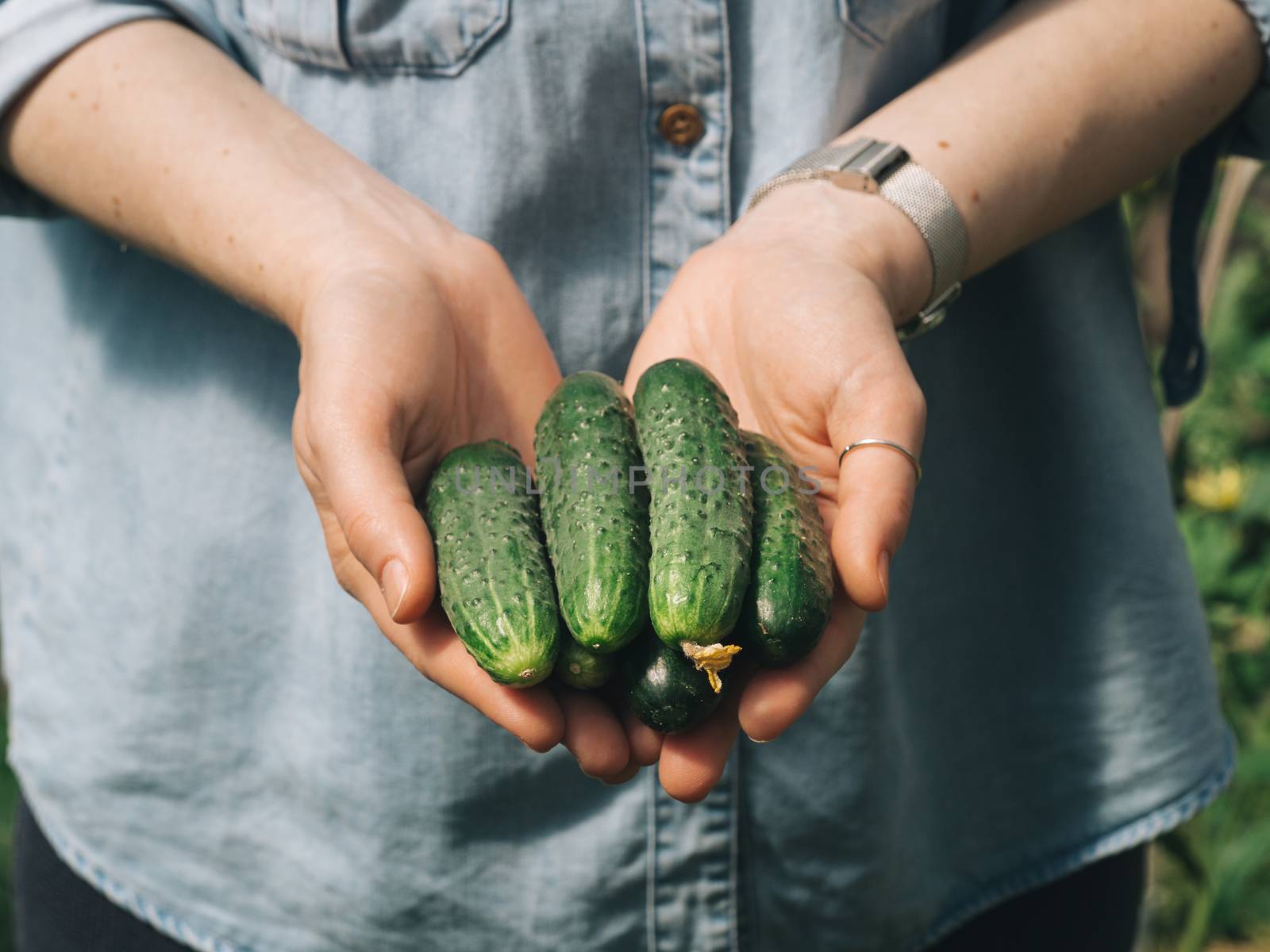 Fresh cucumbers in female hands. Unrecognizable young hipster woman in denim shirt hold organic cucumbers in her hands in vegetable garden. Natural daylight. Hands hold heap of cucumbers outdoors.