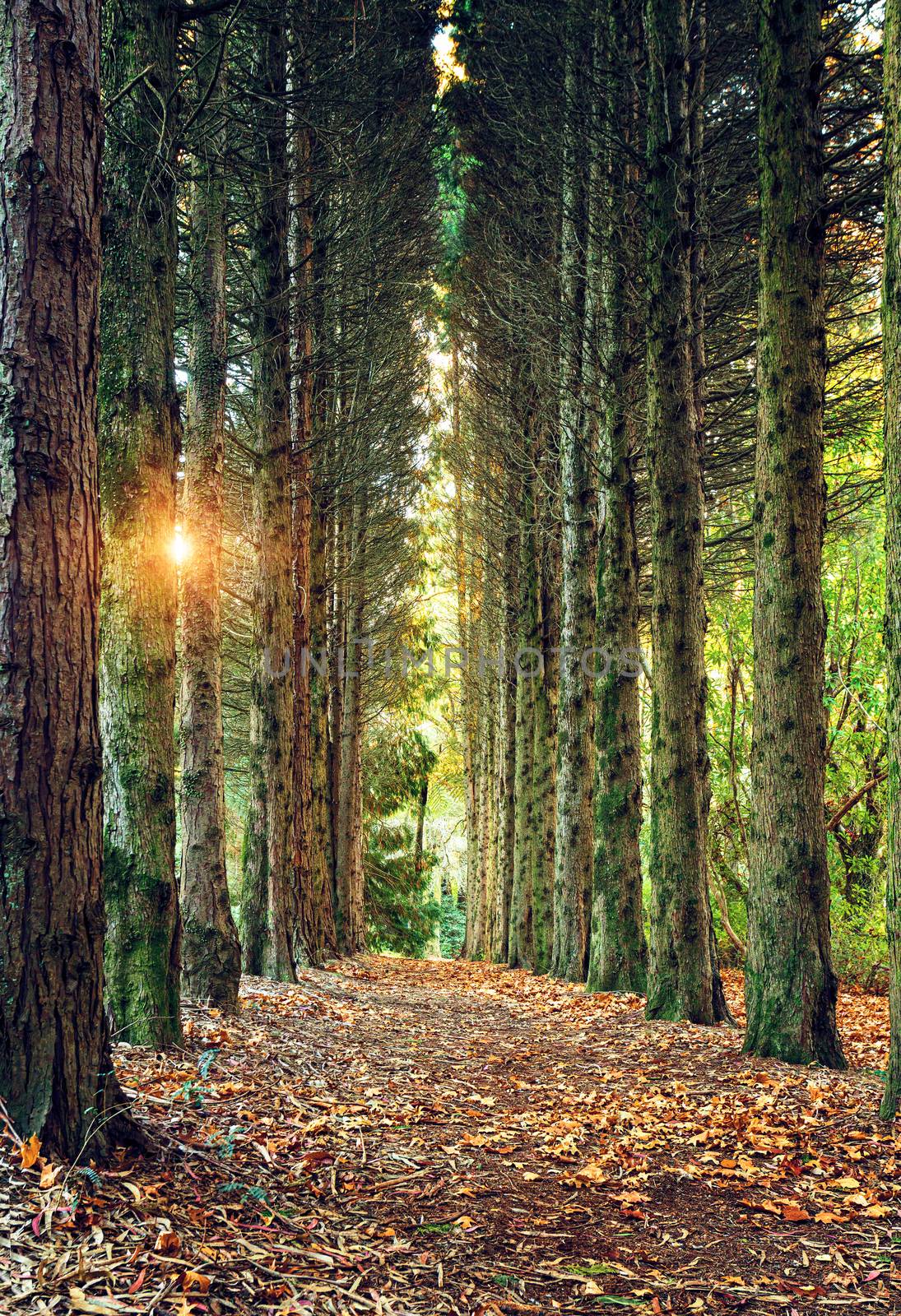 Avenue of tall pines with subtle sunlight