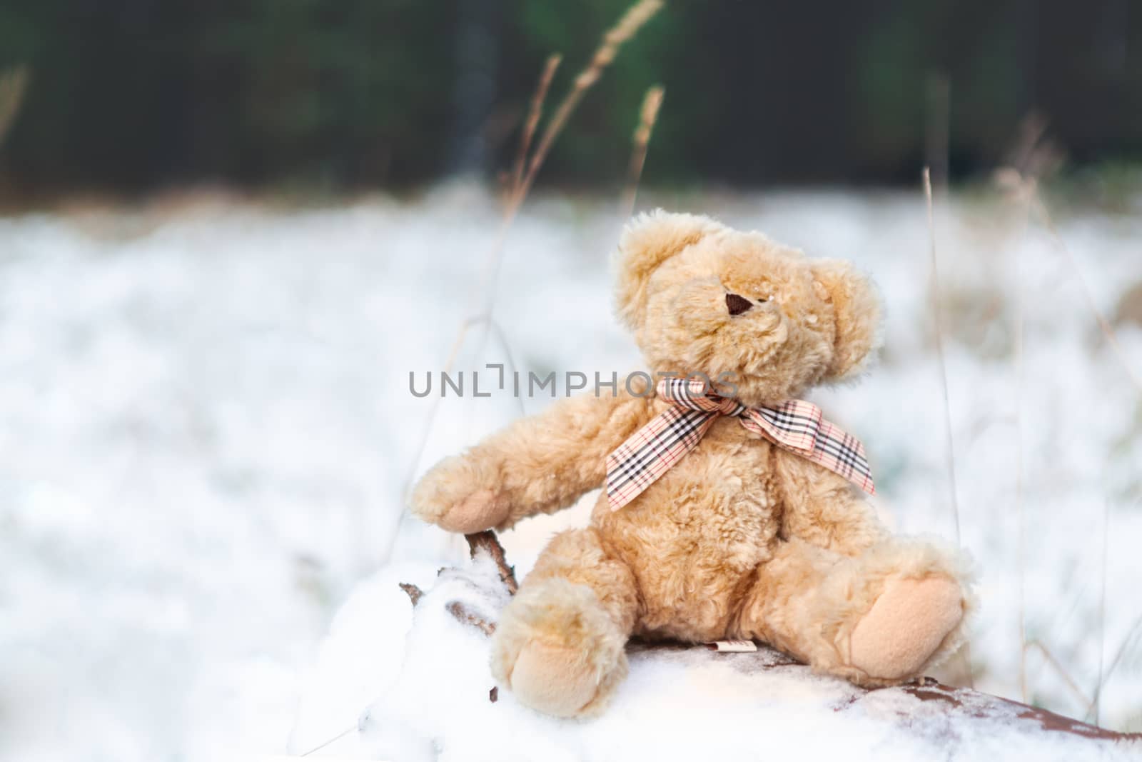 Teddy bear on a snow covered log in winter by lovleah